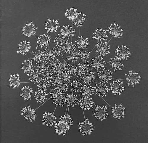 Dill Top View Art Print by Barry Rosenthal